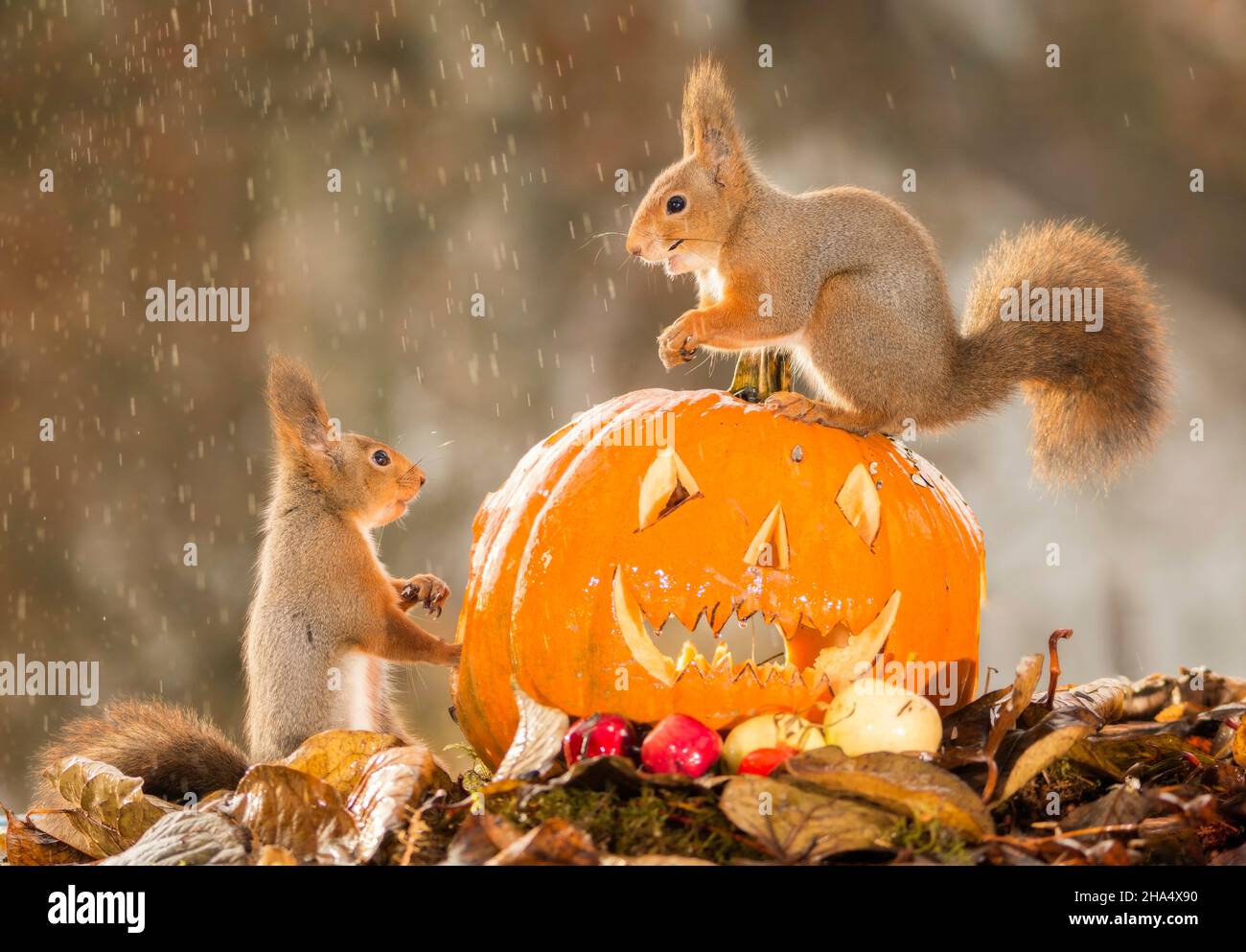 Écureuil rouge debout sur une tête de citrouille un autre regarder pendant qu'il pleut Banque D'Images