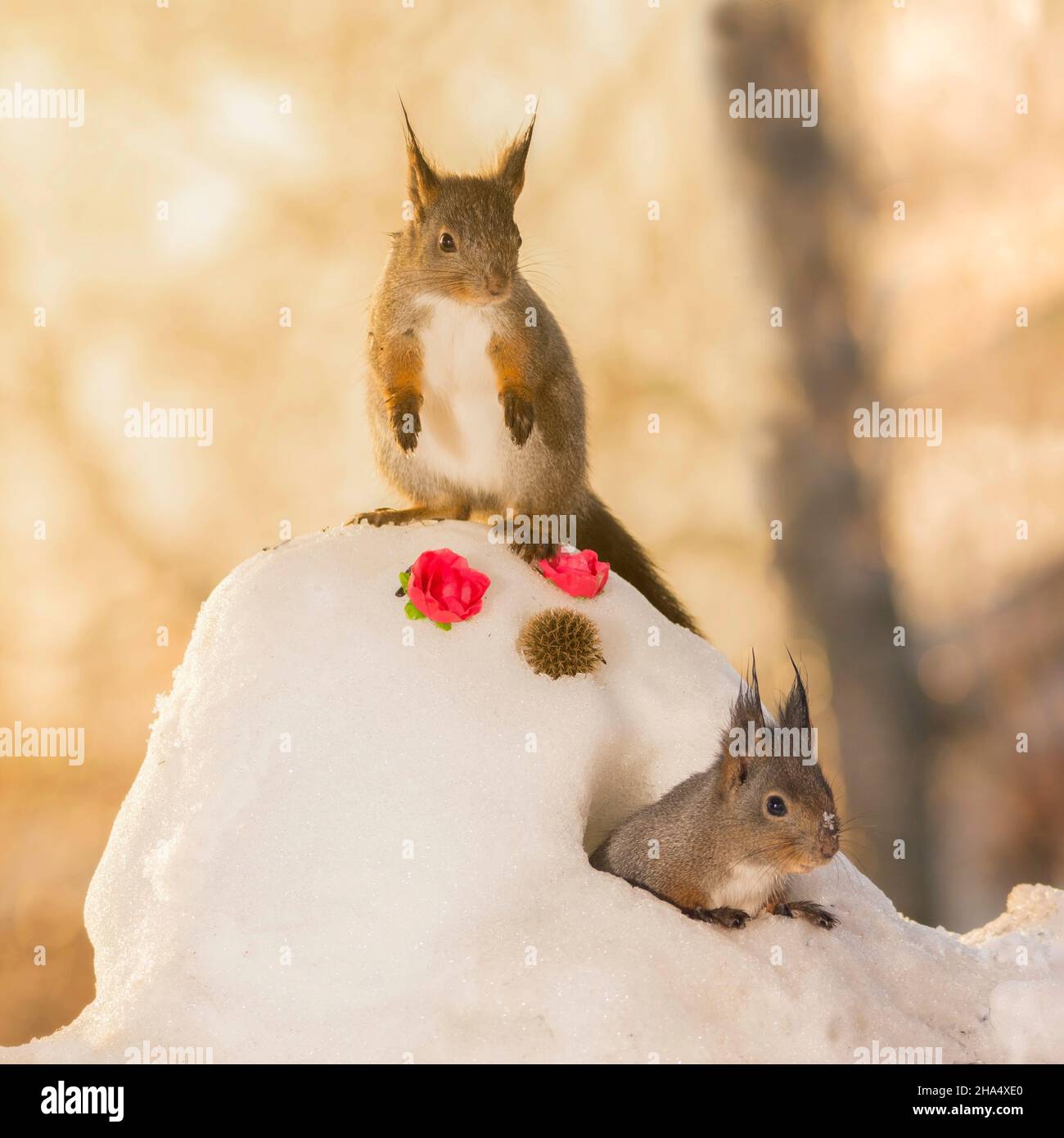 Écureuil rouge debout sur la tête de bonhomme en regardant l'autre dans le trou de l'écureuil Banque D'Images