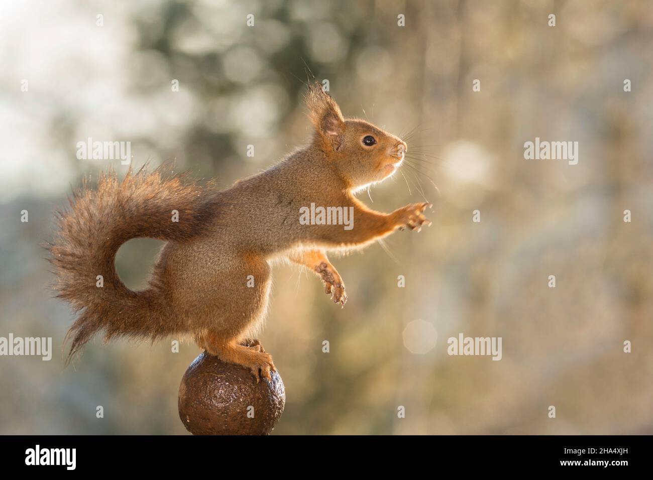 Close up of red squirrel sur une boule en s'adressant avec pieds floue Banque D'Images
