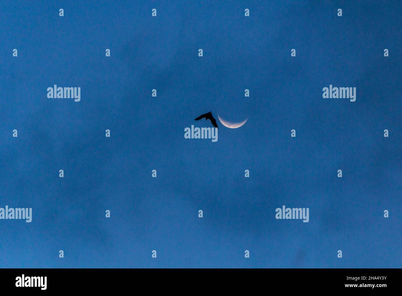 Silhouette d'une chauve-souris près de la Lune à Sabah, en Malaisie Banque D'Images