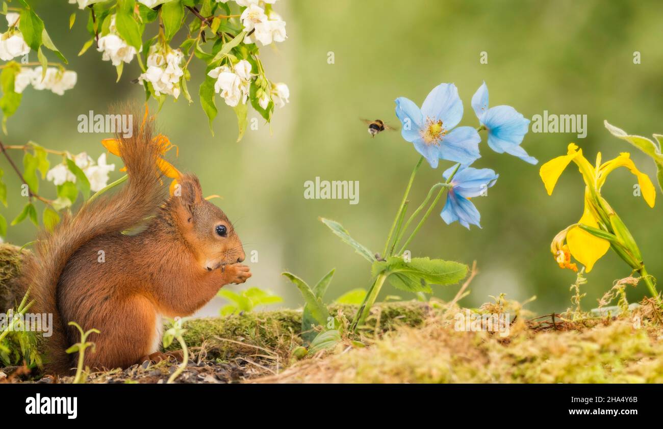 Écureuil rouge avec fleurs de pavot bleu permanent avec humblebee s'envoler Banque D'Images