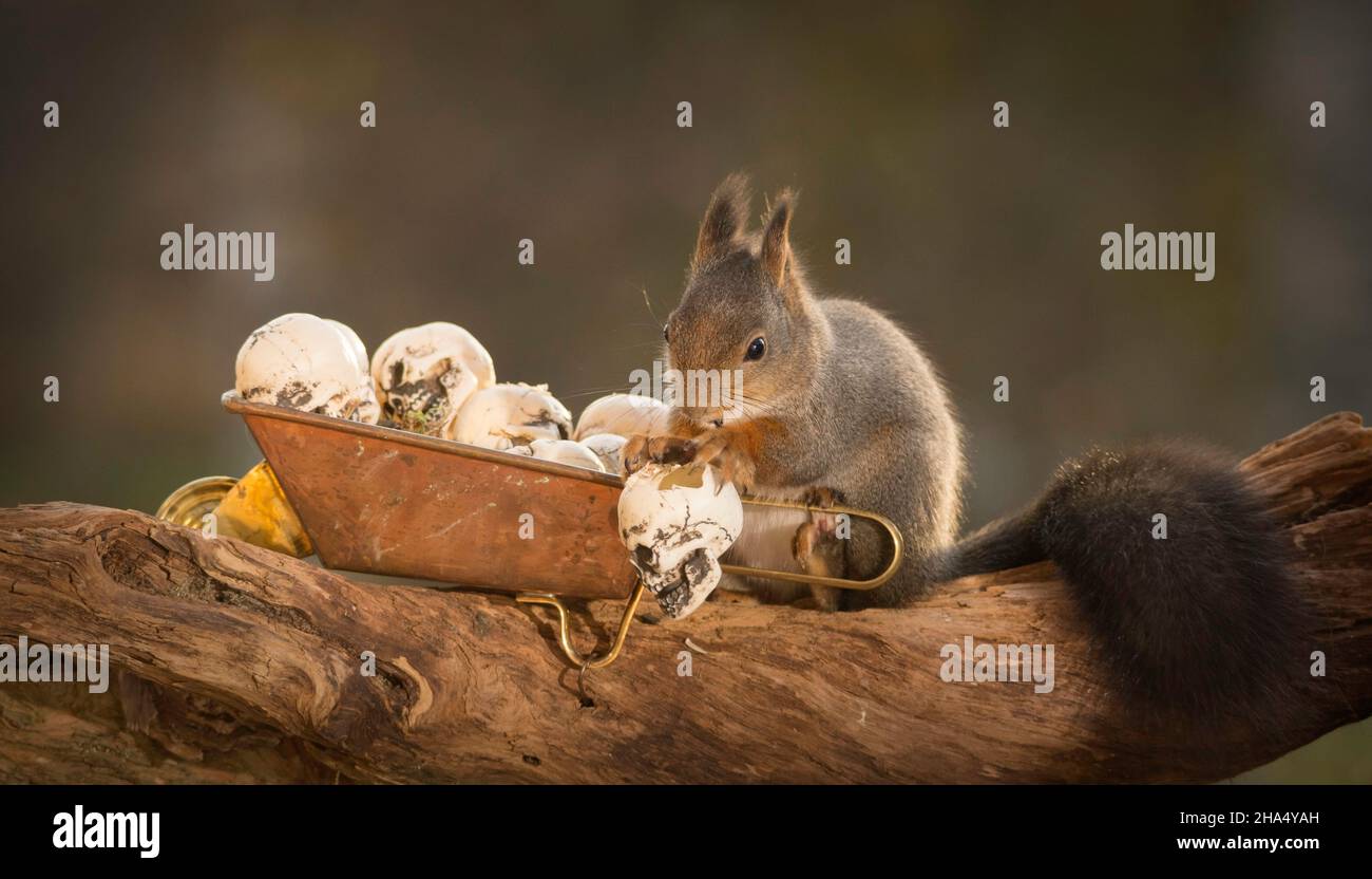 Écureuil rouge debout avec une brouette avec crânes dans les mains Banque D'Images