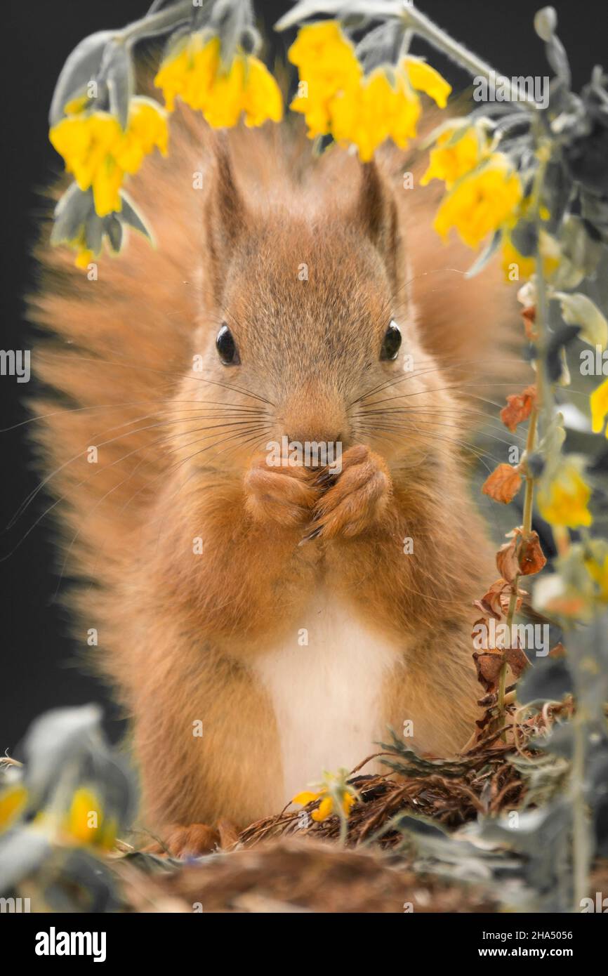 gros plan de jeunes écureuils rouges debout sous des fleurs flous jaunes regardant le spectateur Banque D'Images