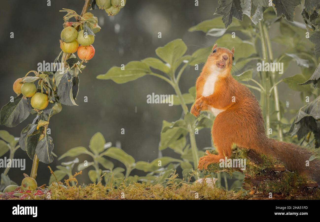 écureuil rouge debout avec une branche avec des pommes regardant le spectateur pendant la pluie Banque D'Images