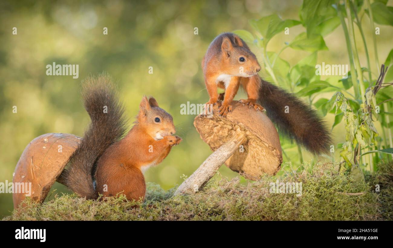 écureuils rouges debout sur le champignon et avec un autre Banque D'Images