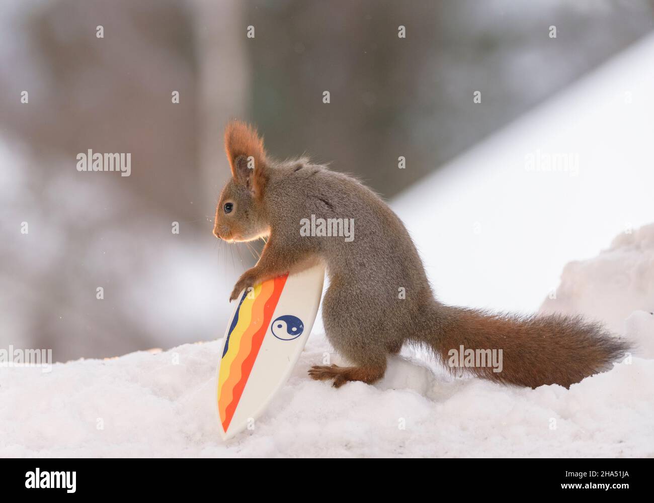 l'écureuil roux tient un snowboard Banque D'Images