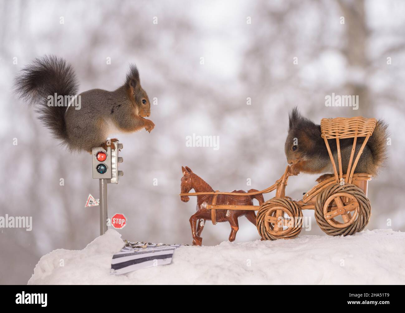 des écureuils rouges attendent un feu de circulation avec un wagon et un cheval Banque D'Images