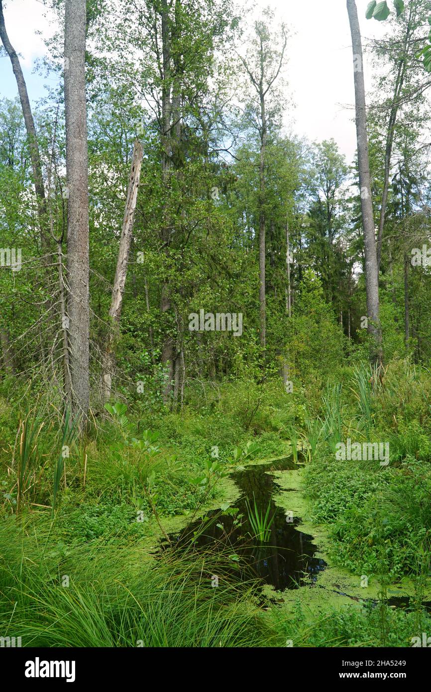 En forêt profonde.Forêt naturelle sauvage dense arrière-plan naturel.Forêt de Knyszyn, Pologne, Europe. Banque D'Images