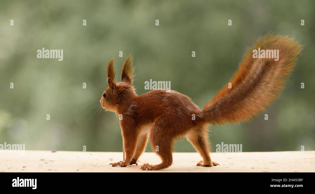 l'écureuil rouge est debout sur quatre jambes en regardant loin Banque D'Images