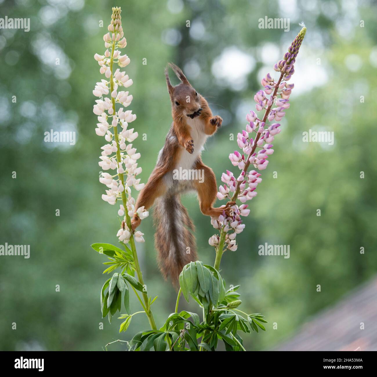l'écureuil roux est debout entre deux fleurs lupin avec la bouche pleine de graines Banque D'Images