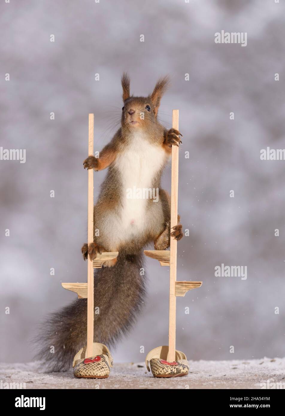 Ecureuil Roux Sur Pilotis Banque De Photographies Et D Images A Haute Resolution Alamy Ecureuil Roux Sur Pilotis Banque De Photographies Et D Images A Haute Resolution Alamy