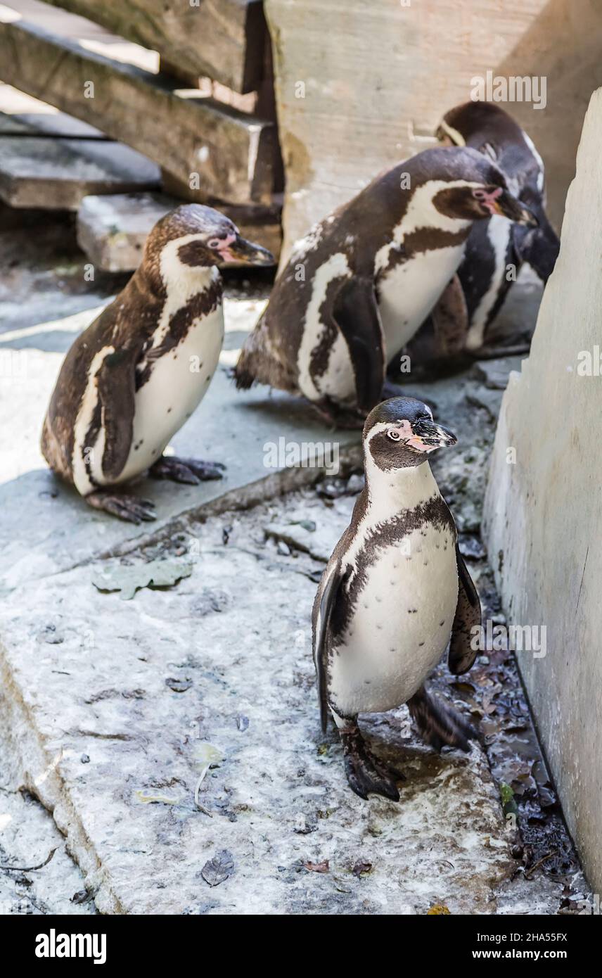 Un pingouin se tient près de la pierre à la distance de ses camarades Banque D'Images