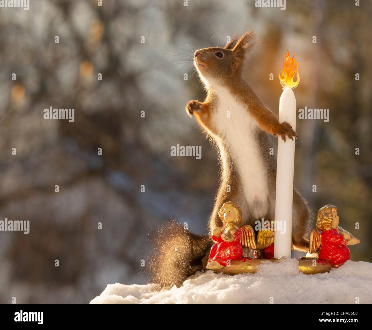 l'écureuil rouge est debout avec une bougie dans la neige Photo Stock -  Alamy