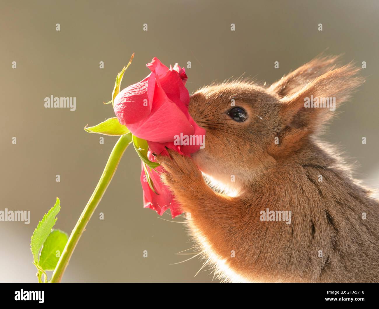 l'écureuil roux retient le nez dans une rose rouge Banque D'Images