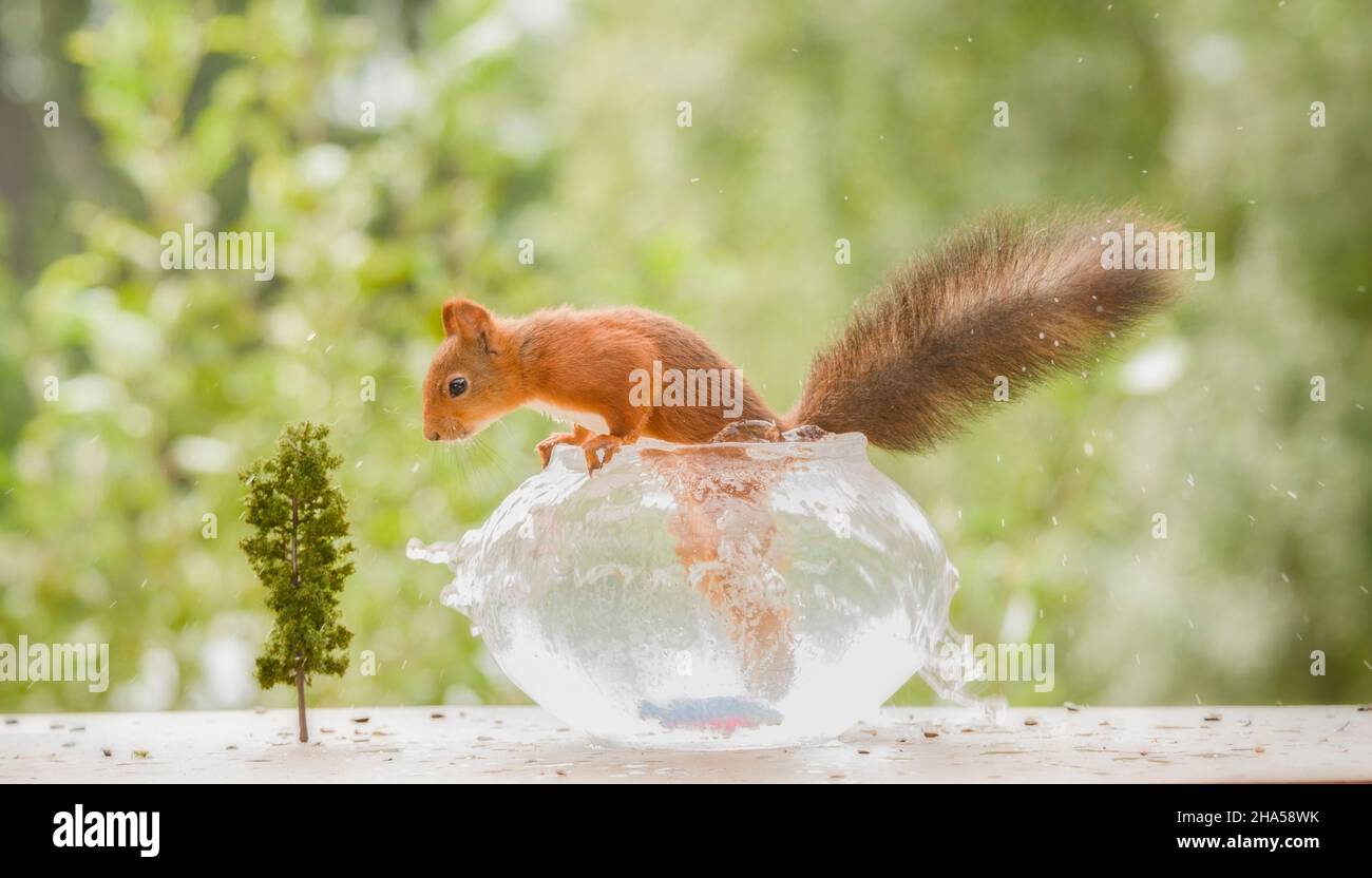 L'écureuil roux est debout dans un bol d'eau Banque D'Images