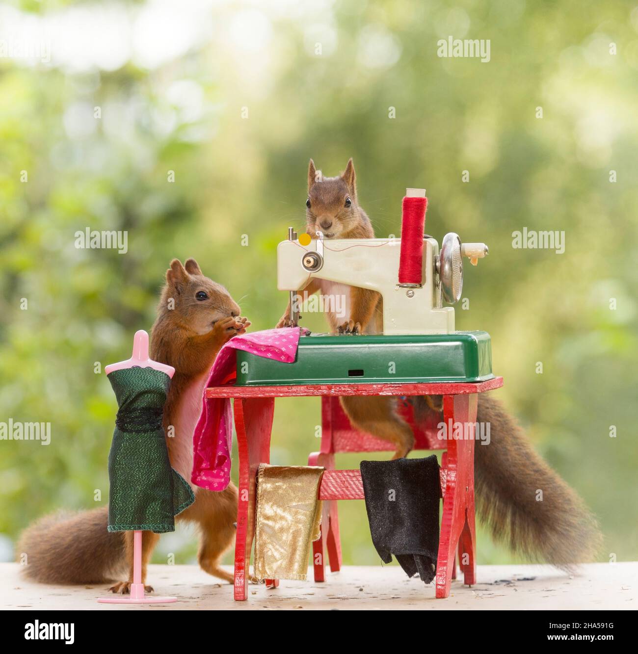 Les écureuils rouges chiffons couture Banque D'Images