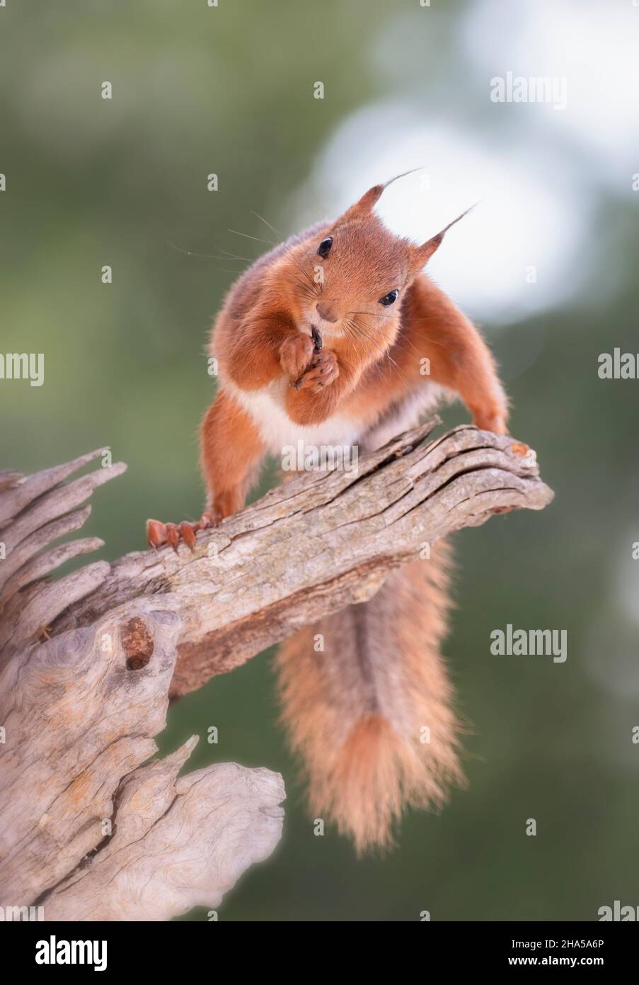 l'écureuil rouge regarde dans la lentille qui se trouve sur la branche de l'arbre Banque D'Images