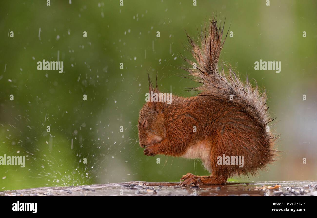 l'écureuil roux est debout sous la pluie avec les yeux fermés Banque D'Images