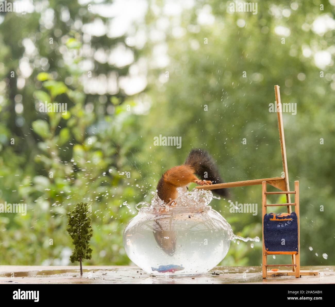 Écureuil rouge plongées dans un bol d'eau Banque D'Images