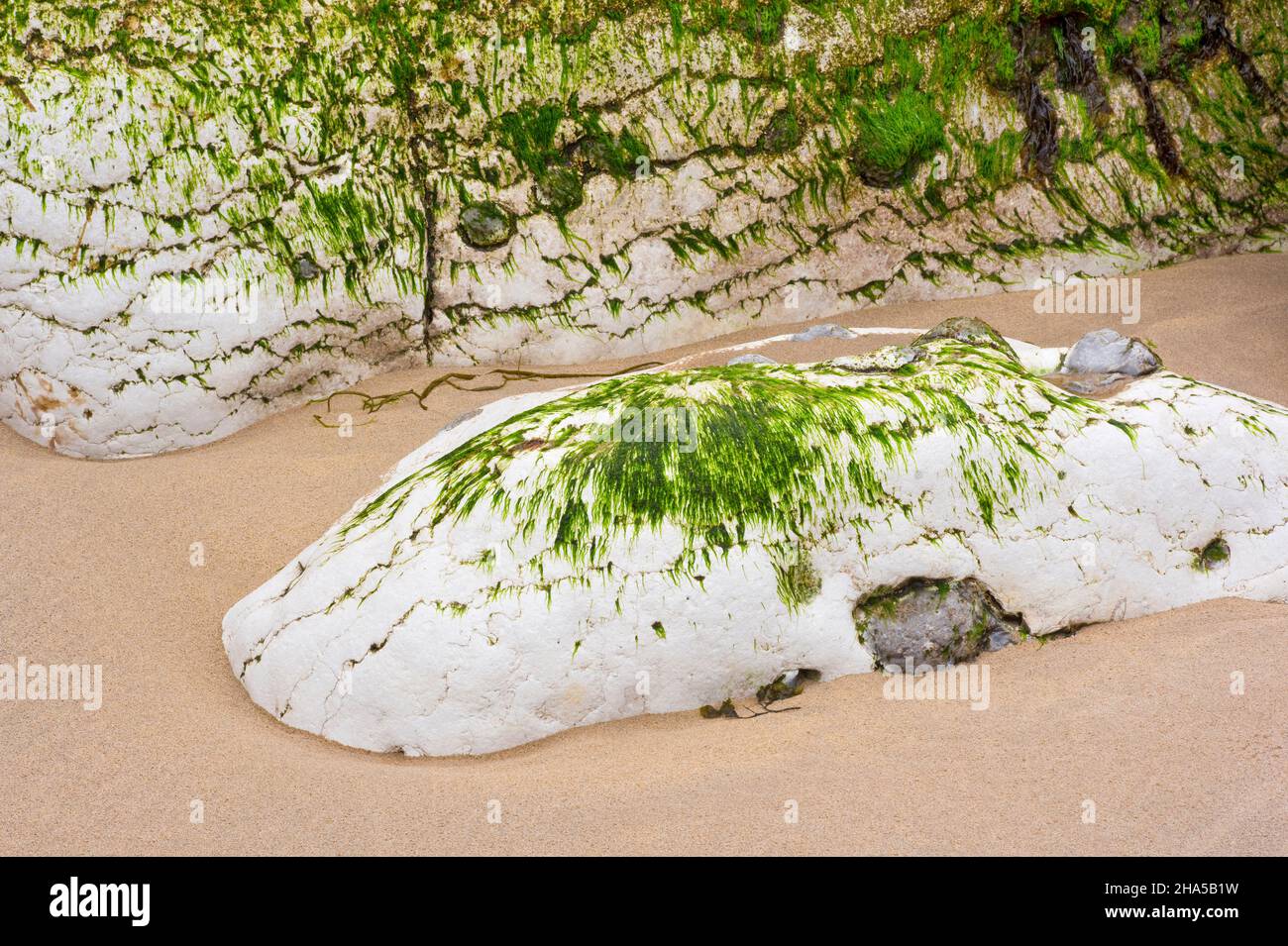 europe,irlande du nord,comté antrim,pont-jetée côte,zone intertidale,algues marines sur calcaire blanc coquillier Banque D'Images