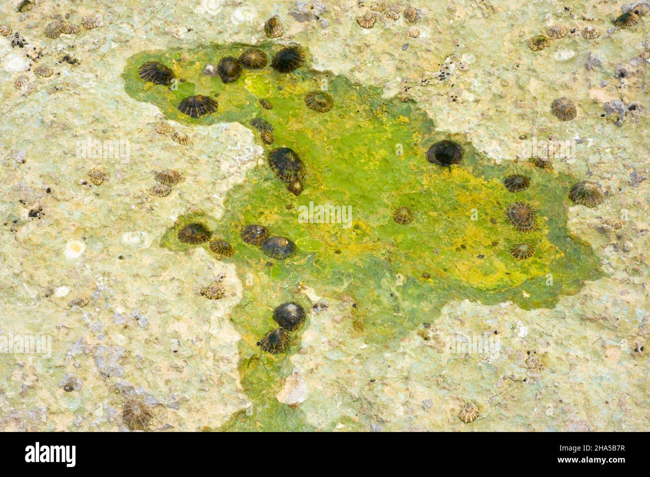 europe,irlande du nord,comté d'antrim,pont-jetée côte,limettes communes et barnacles sur la falaise de calcaire, bassins de marée, inclusions de flintstone Banque D'Images