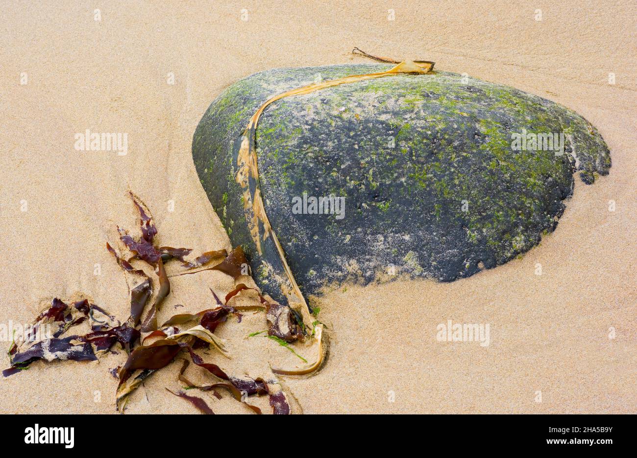 europe,irlande du nord,comté d'antrim,pont-jetée côte,zone intertidale,pierre avec thong sur plage de sable Banque D'Images