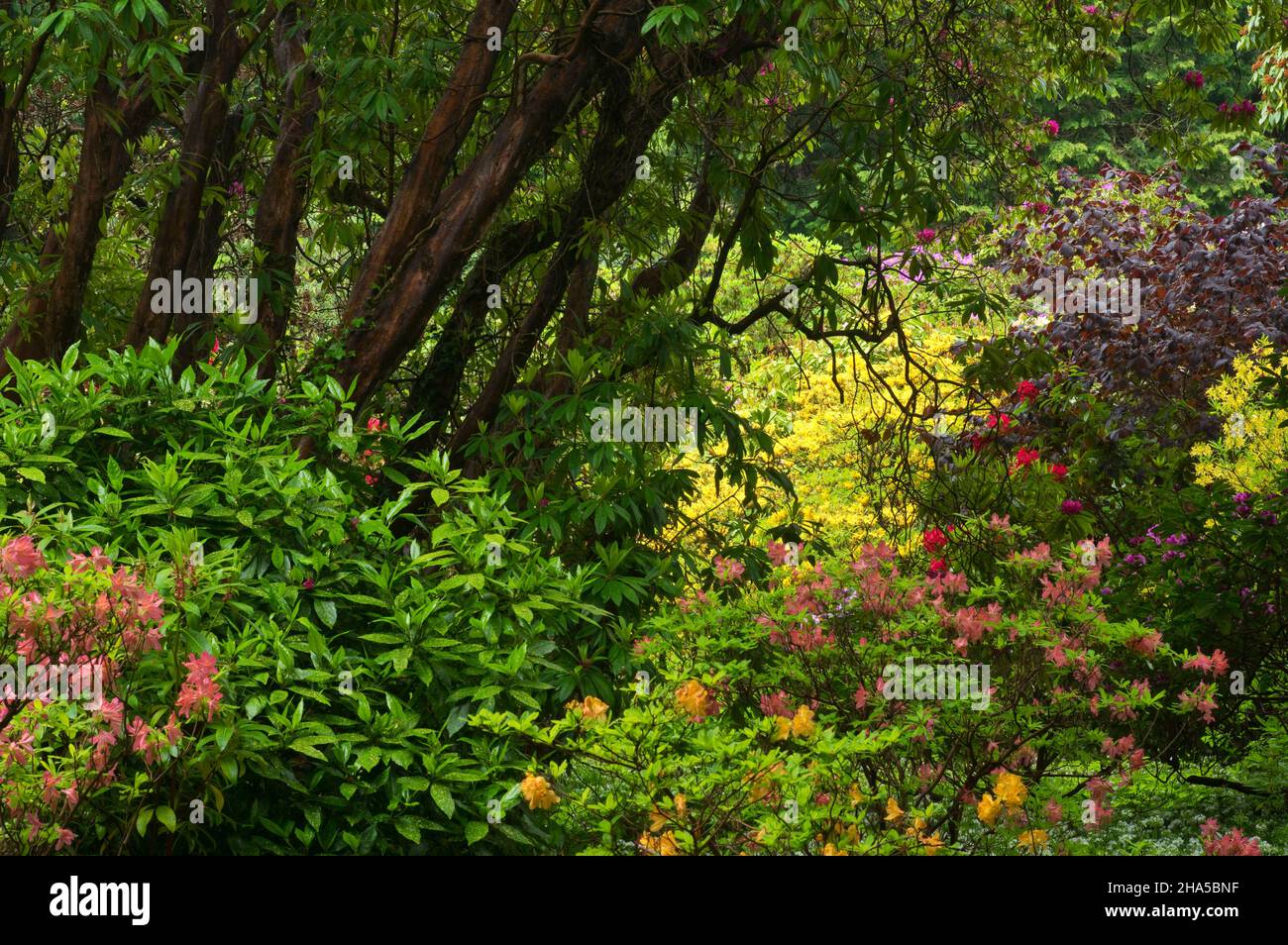 europe,république d'irlande,comté de wicklow,jardins powerscourt à enniskerry,azalea à fleurs Banque D'Images