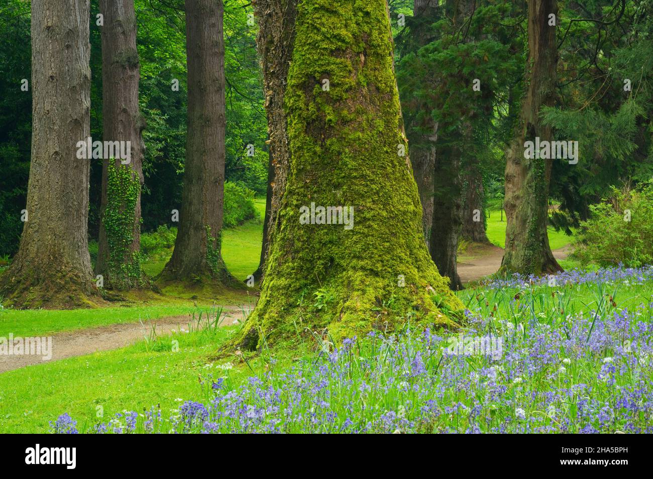europe,république d'irlande,comté de wicklow,jardins powerscourt à enniskerry,bleuets fleuris et thuja Banque D'Images