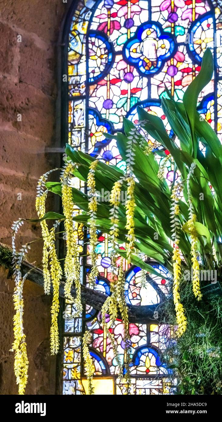 vitraux dans le dortoir de l'église abbatiale sainte marie de fontfroide près de narbonne. ancienne abbaye cistercienne fondée en 1093. Banque D'Images