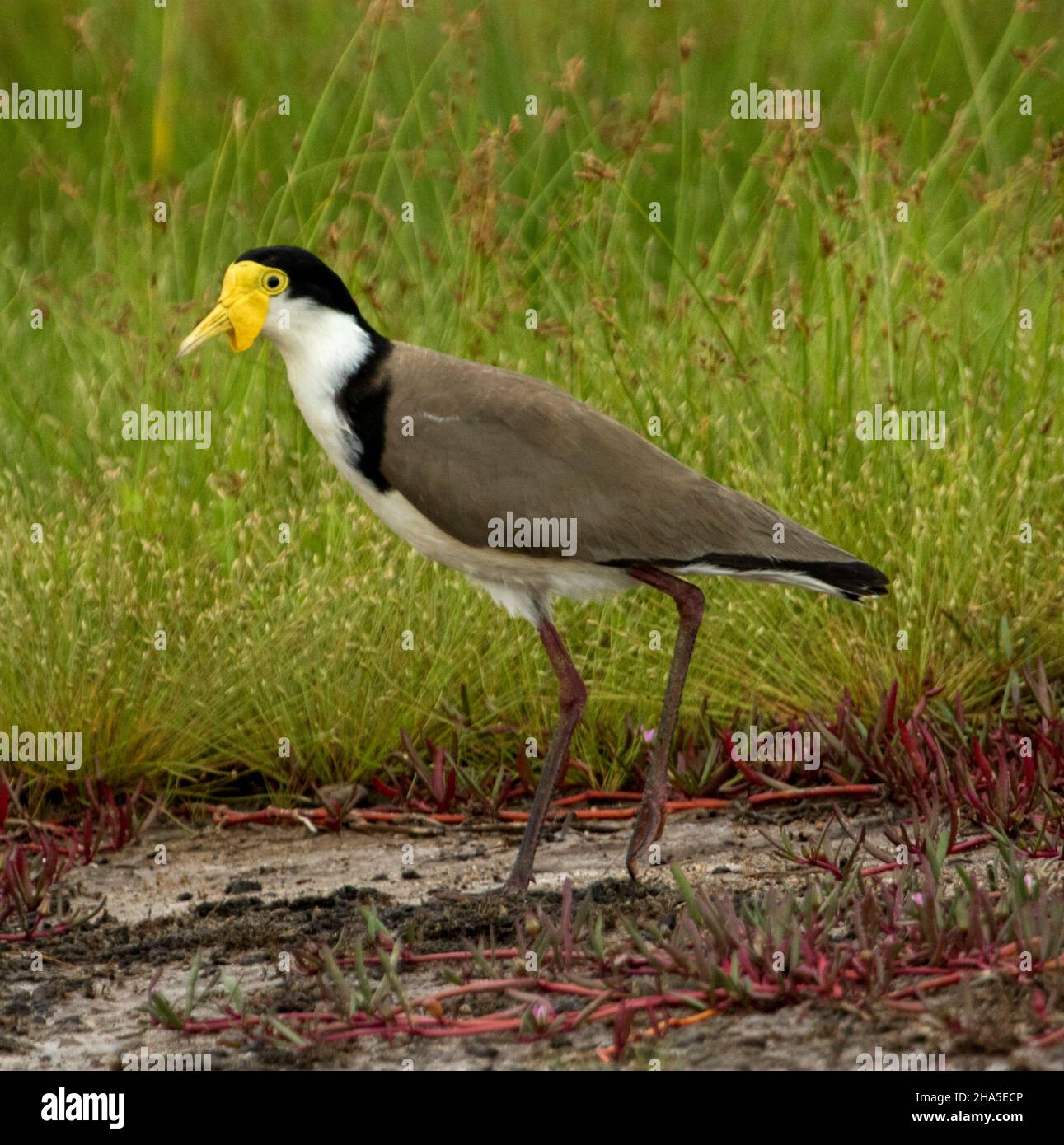 Lapwing masqué / Pluvier, Vanellus Miles, se promener parmi les herbes verdoyantes des terres humides en Australie Banque D'Images