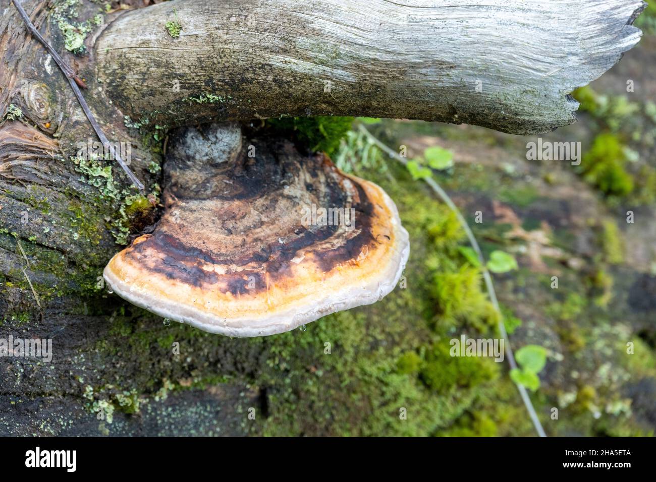 eponge d'arbre à rebord rouge (fomitopsis pinicola) espèce de champignon de la famille de l'éponge d'arbre. Banque D'Images