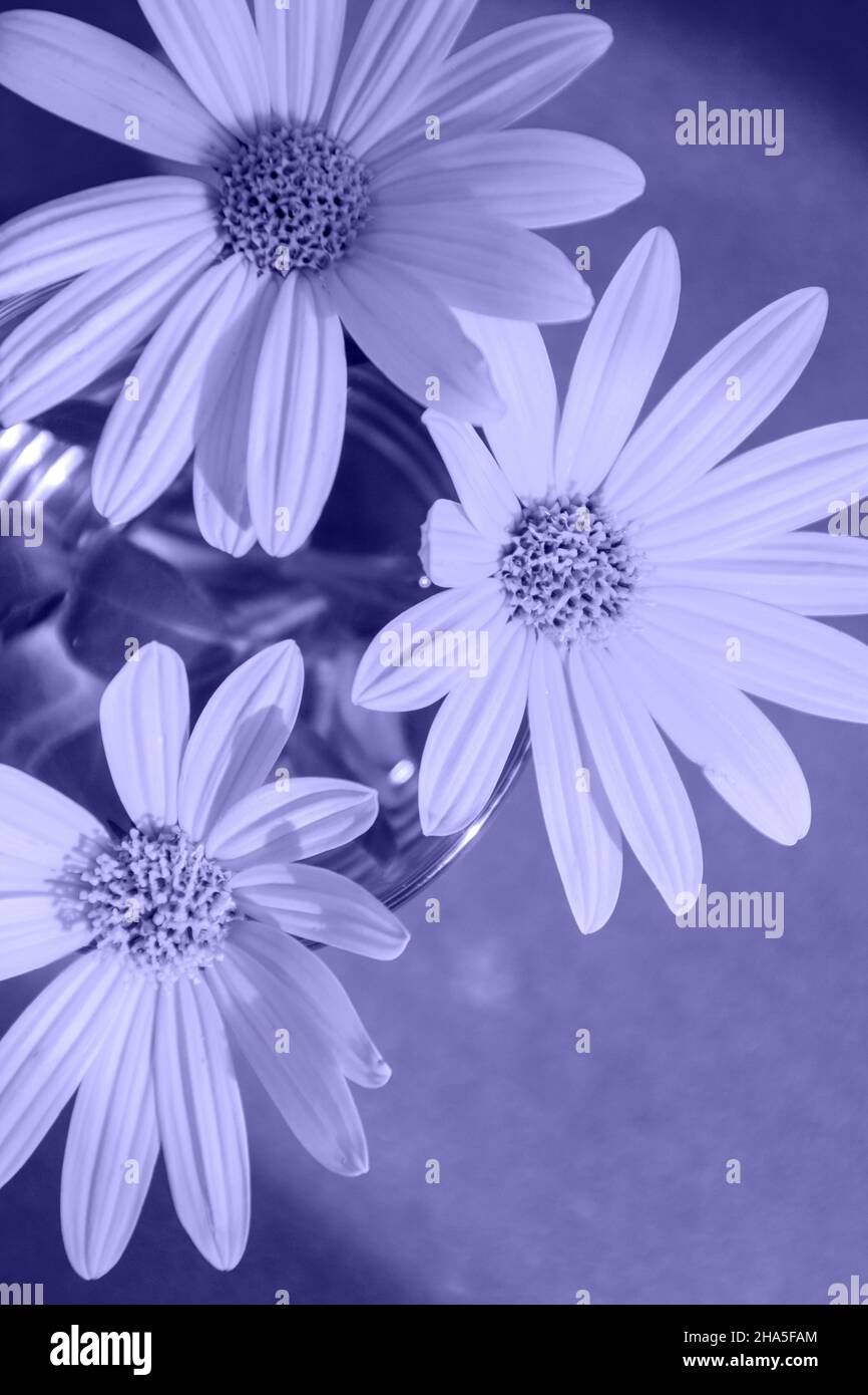 vue du dessus des fleurs de couleur violet clair Banque D'Images