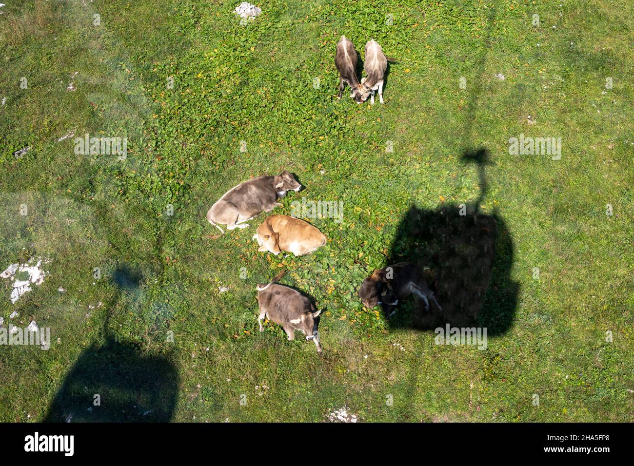 autriche,kleinwalsertal,vaches sur le pâturage de montagne avec l'ombre de l'ifenbahn. Banque D'Images