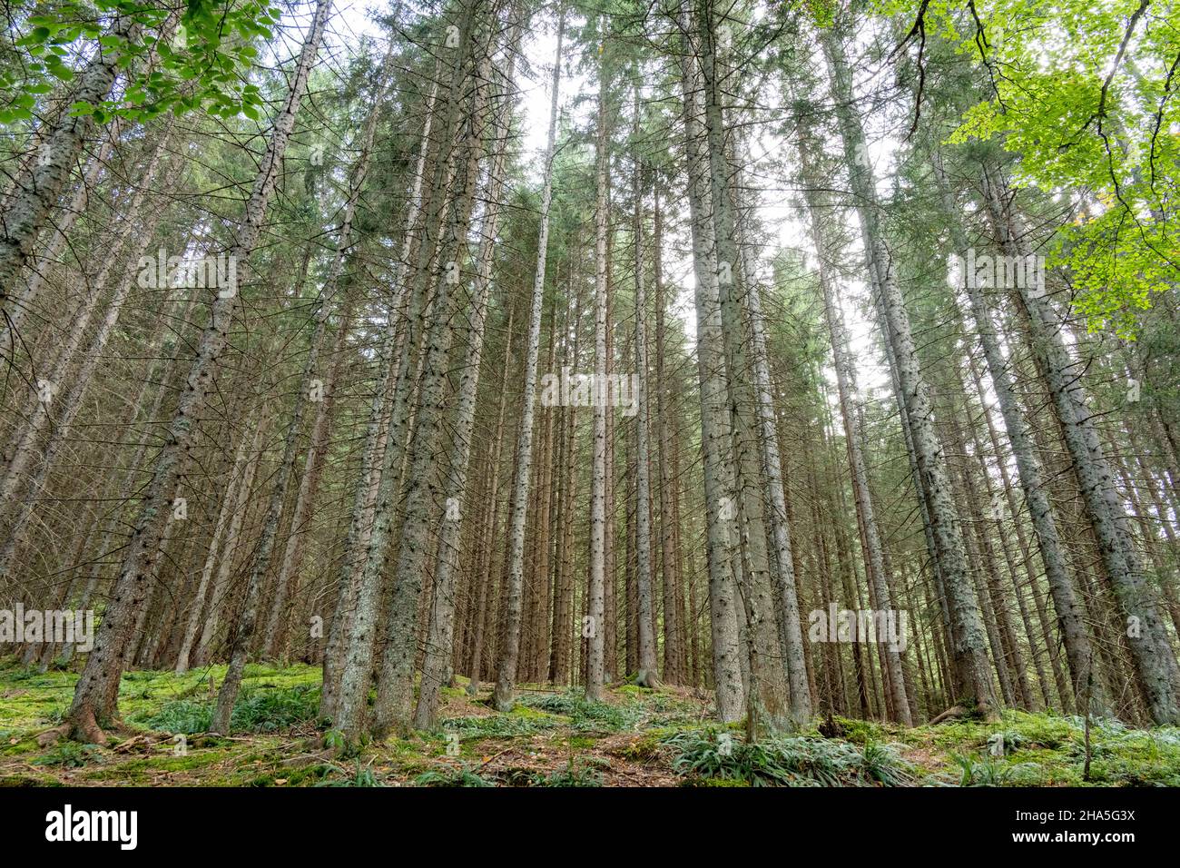 autriche,kleinwalsertal,forêt de conifères du point de vue de la grenouille. Banque D'Images