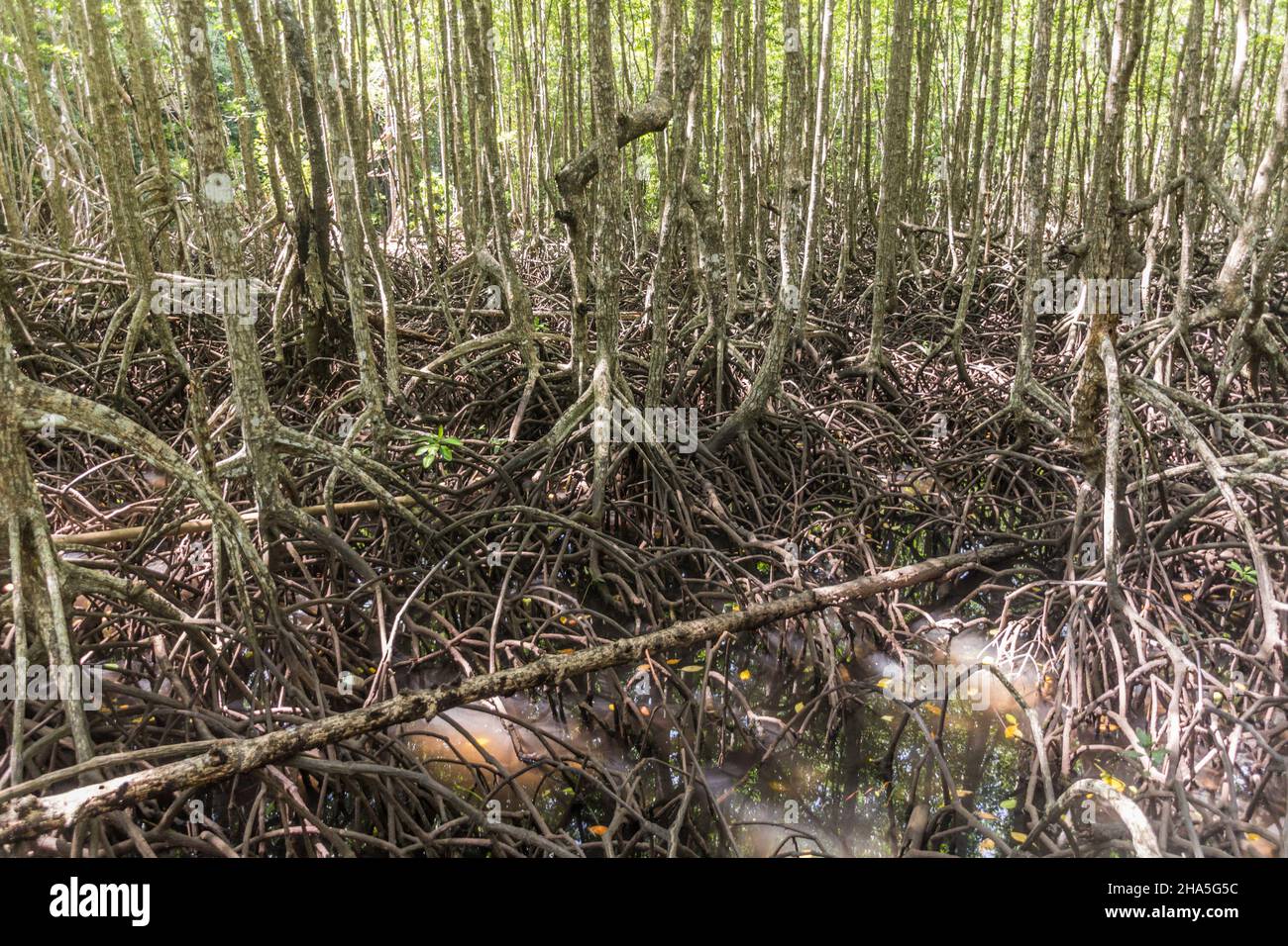 Mangroves de l'île de Gaya, dans le parc national de Tunku Abdul Rahman, Sabah, Malaisie Banque D'Images