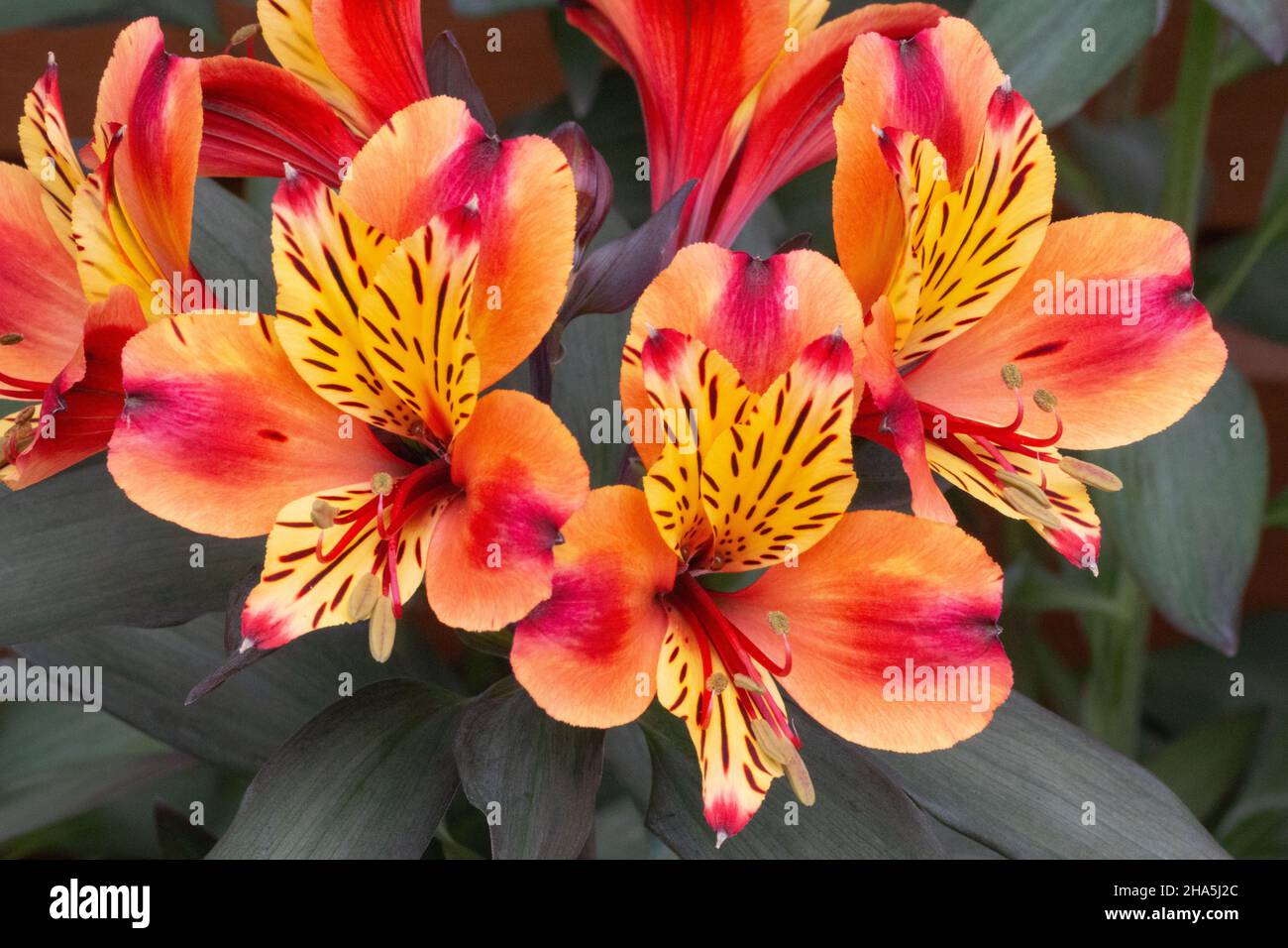 Vibrant Alstroemeria été indien, fleurs de nénuphars péruviennes Banque D'Images