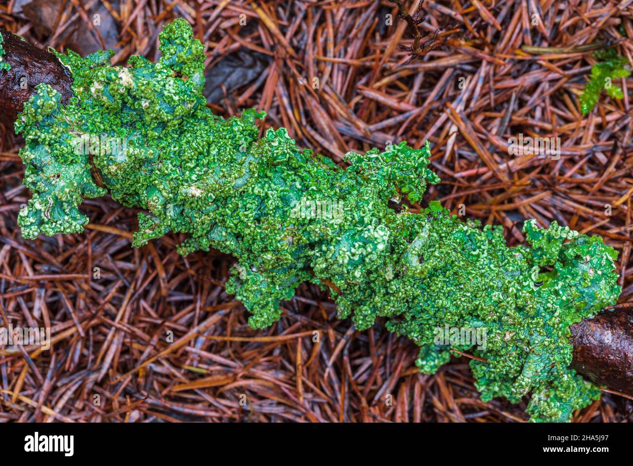 plancher de forêt, branche d'arbre couverte de lichen sur aiguille de pin, forêt encore vie Banque D'Images