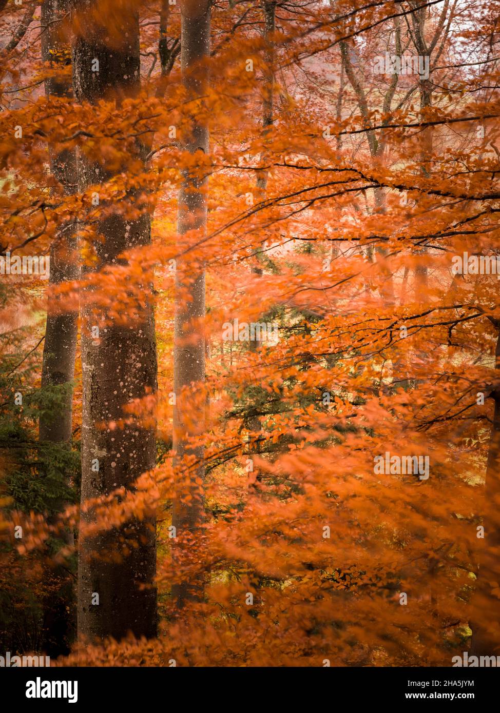 forêt d'automne, exposition longue expérimentale Banque D'Images