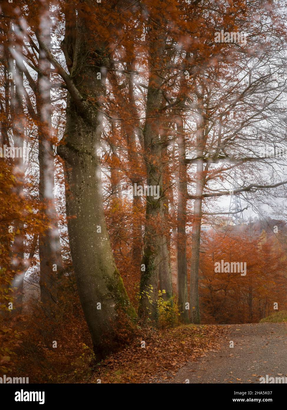 forêt d'automne, exposition longue expérimentale Banque D'Images