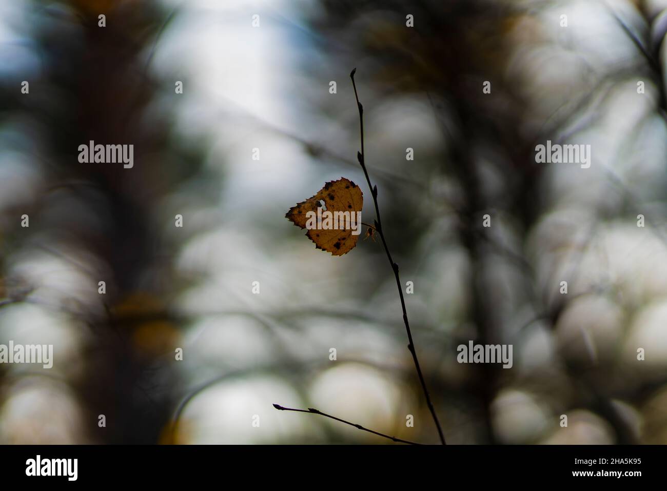 feuille d'automne simple sur une branche d'un bouleau, faible profondeur de champ, netteté sélective, magnifique bokeh Banque D'Images