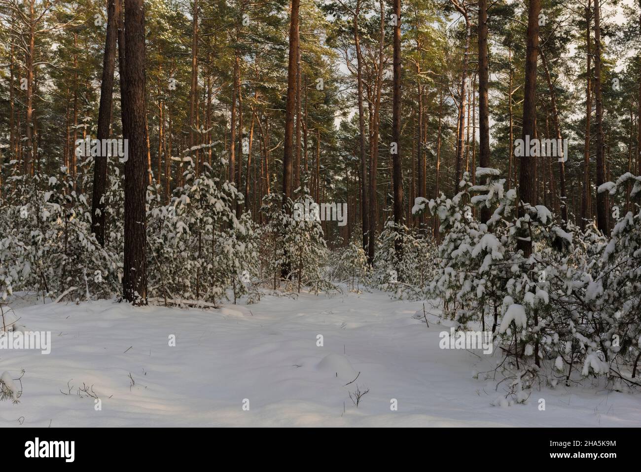 forêt de pins enneigés en hiver, plancher forestier et arbres couverts de neige, jeunes pins sous les vieux arbres Banque D'Images