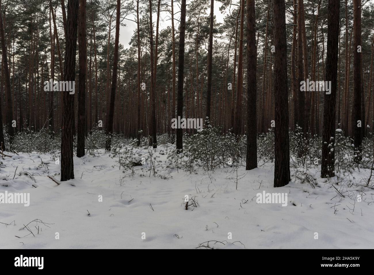 forêt de pins enneigés en hiver, sol forestier et arbres couverts de neige Banque D'Images