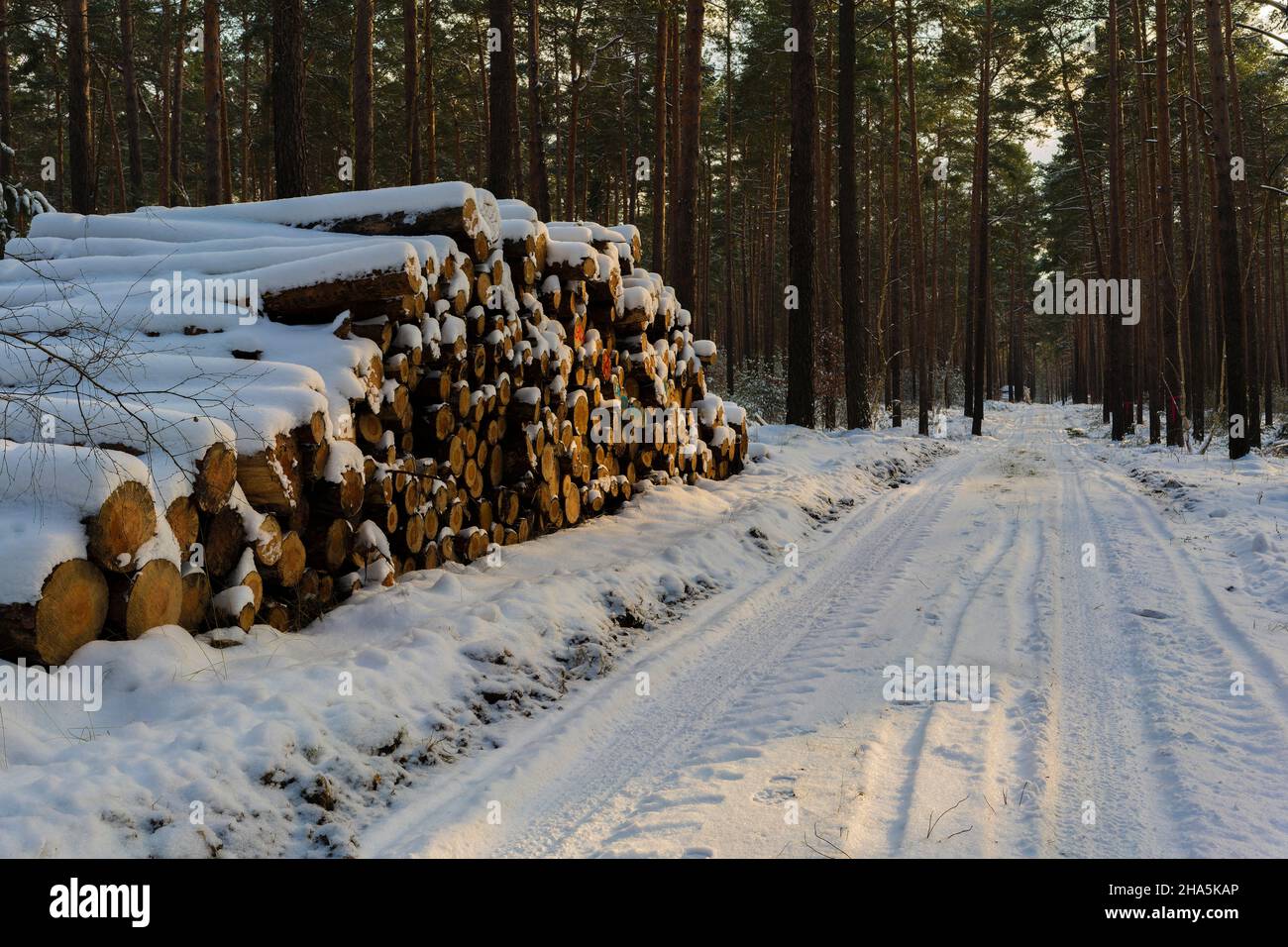 route forestière enneigée en hiver, une grande pile de bois avec des troncs de pin le long du chemin Banque D'Images