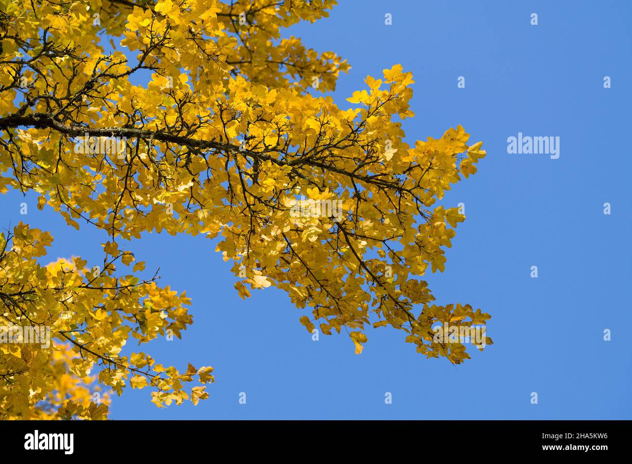 feuilles jaunes de l'érable de champ (acer campestre) contre un ciel bleu, couleurs d'automne, lumière du jour, allemagne Banque D'Images