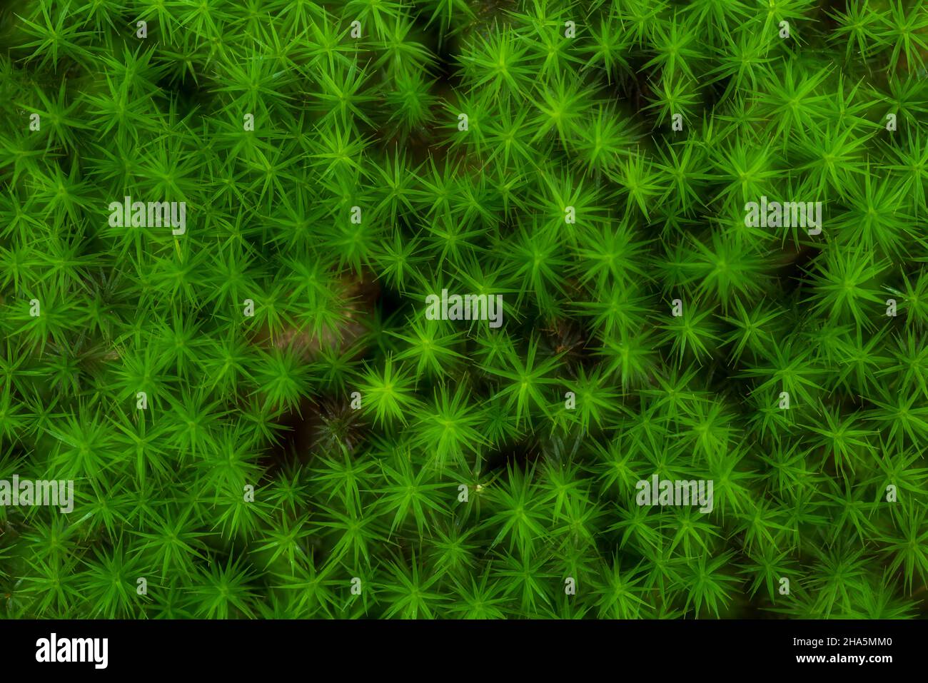 étoiles foliaires vert vif des widertonmooses (polytrichum),double exposition,allemagne, Banque D'Images