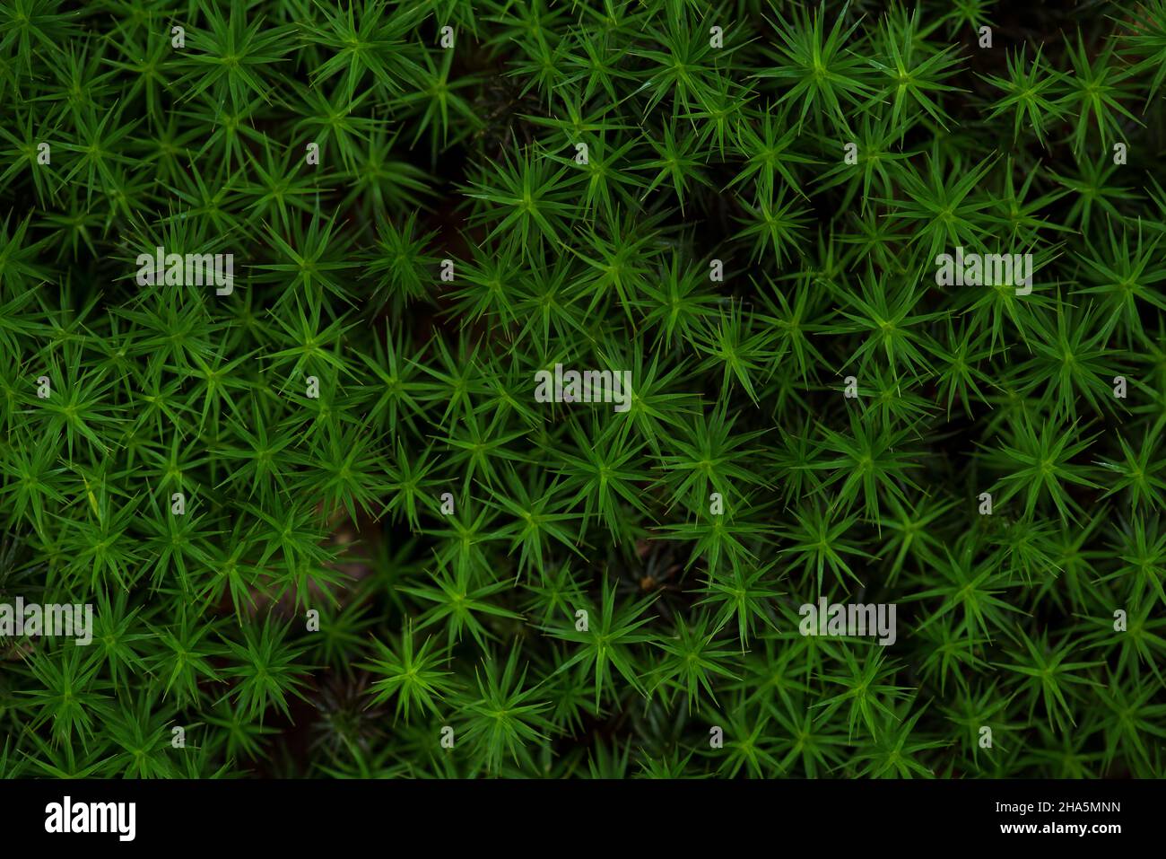 étoiles de feuilles vert vif des widertonmooses (polytrichum),allemagne Banque D'Images