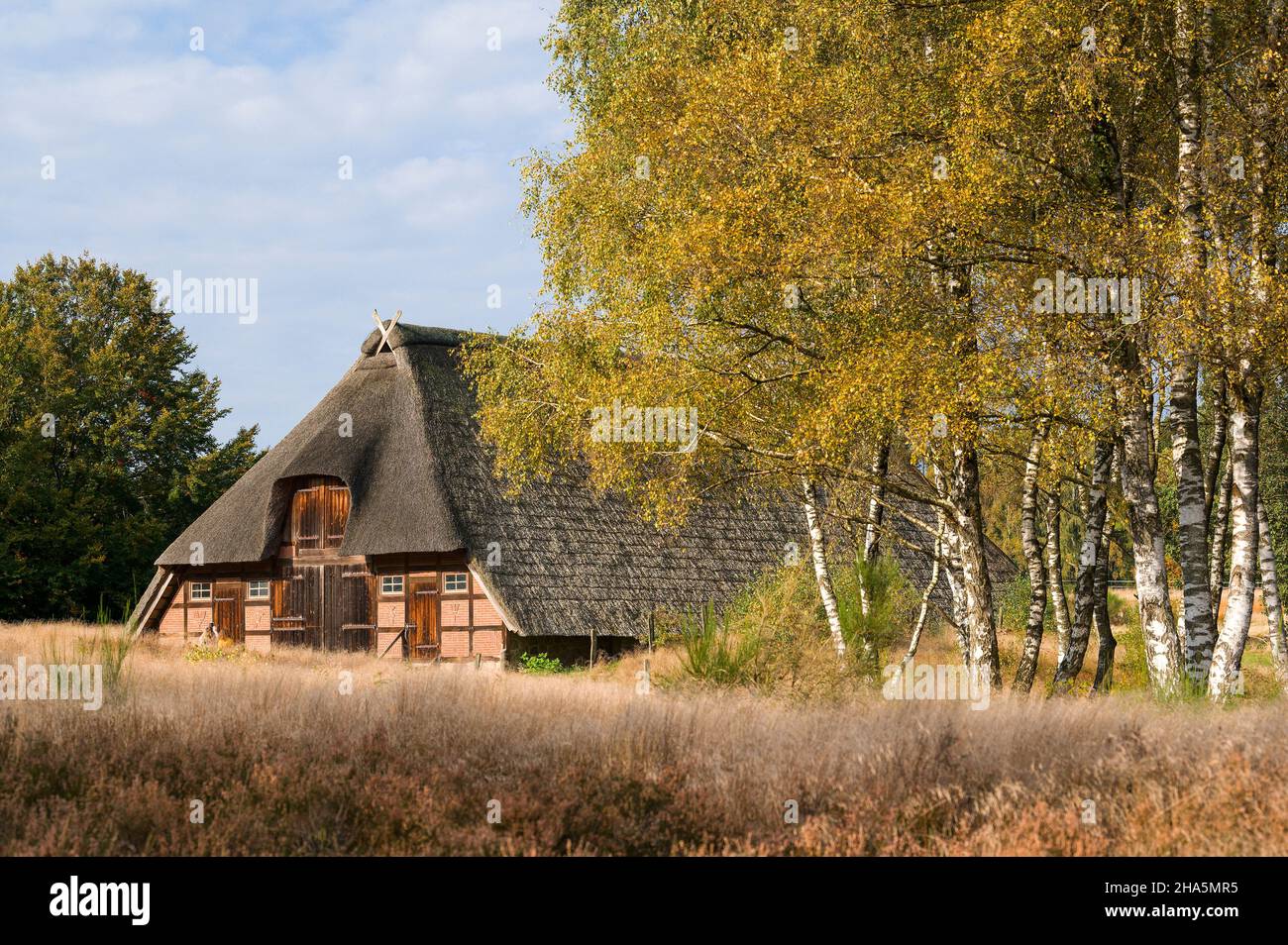 bergerie de chaume et bouleaux d'automne près de timmerloh,près de soltau,réserve naturelle de lande de lüneburg,allemagne,basse-saxe Banque D'Images