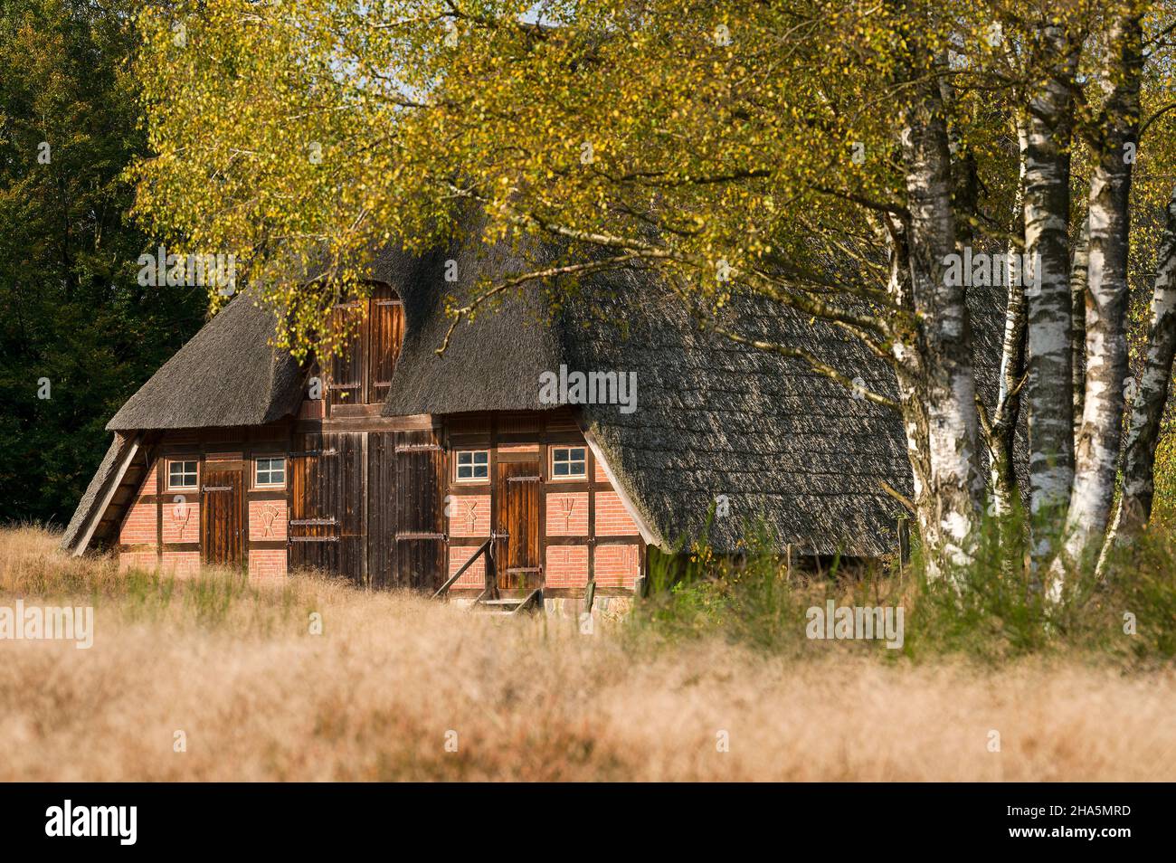 bergerie de chaume et bouleaux d'automne près de timmerloh,près de soltau,réserve naturelle de lande de lüneburg,allemagne,basse-saxe Banque D'Images