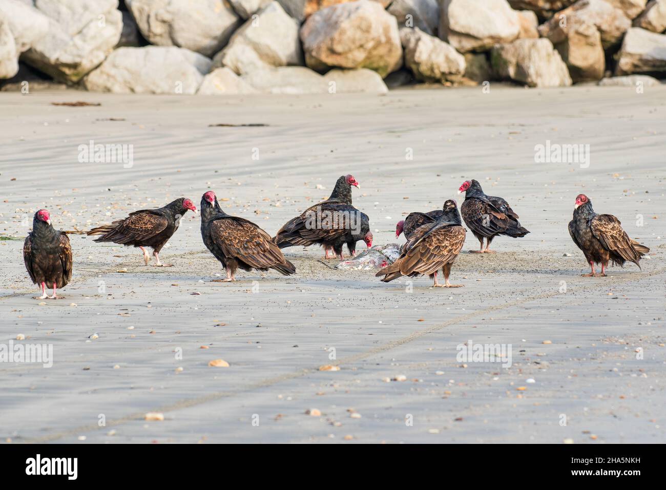 Vautours de dinde sur la plage se nourrissant d'une viande d'animal mort écartée par la mer Banque D'Images