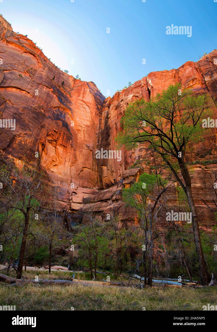 Temple of Sinawava Trail suit la Virgin River en amont à travers des canyons toujours plus étroits, parc national de Zion, Utah Banque D'Images